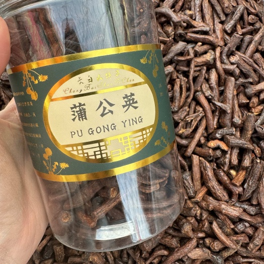 蒲公英根 蒲公英根红根 熟根