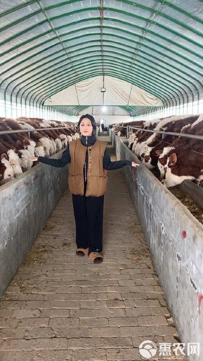 西门塔尔牛犊 小牛 母牛 种牛 纯种公牛