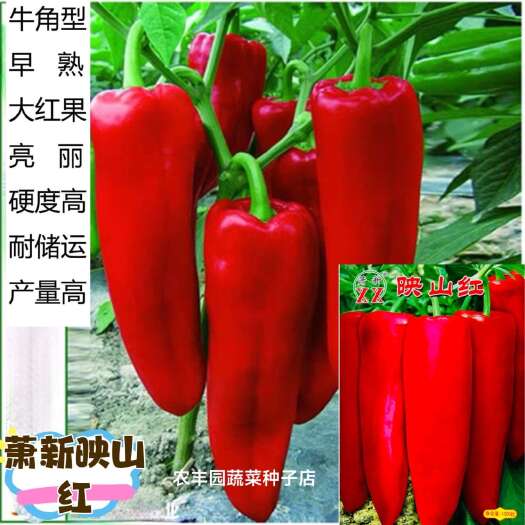 沭阳县萧新映山红辣椒种子早熟粗长牛角椒种籽中辣青红两用硬果红椒种子