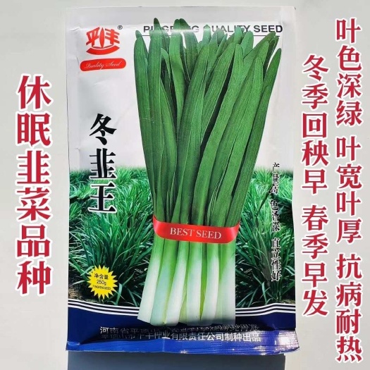 淮安平丰韭菜种子冬韭王韭菜种子春季早发冬季回秧早宽叶韭菜种籽抗病