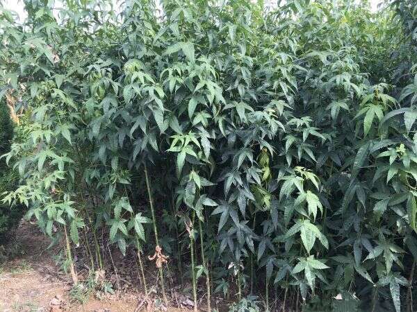 长沙枫树