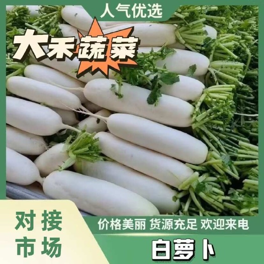 天门市湖北天门白萝卜，产地直供，品质保证，热忱耐心，欢迎询购。