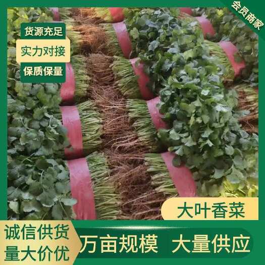 《大叶香菜》产地直供 25cm 大量现货 质量保证 以质论价