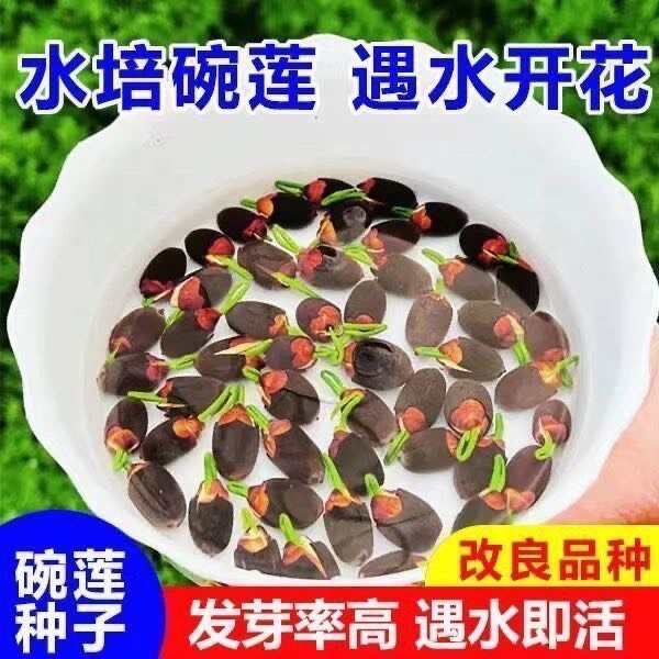 开口莲子种子电商货四季开花水培水养绿植物睡莲荷花无土盆栽花卉