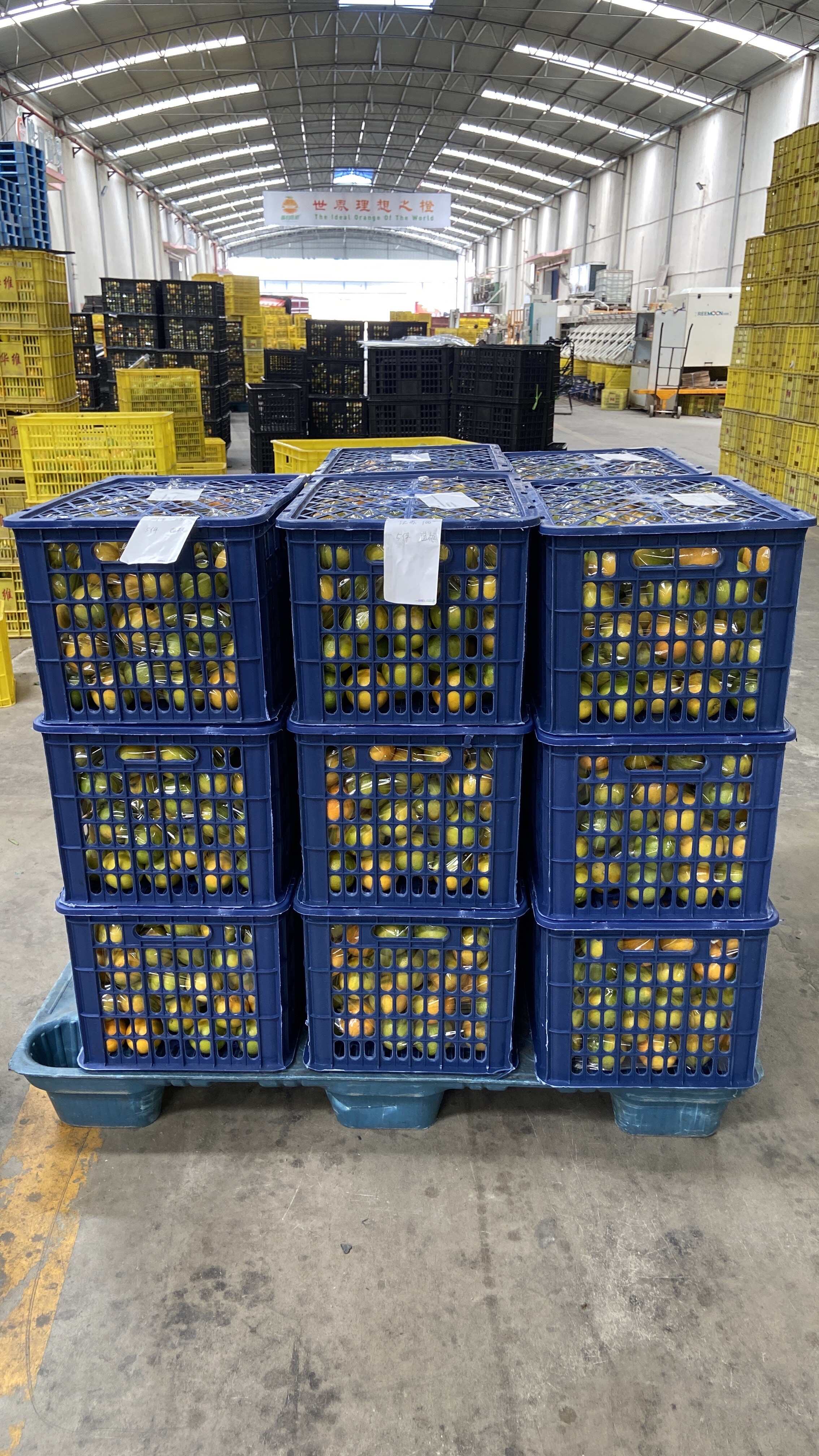 【鲜榨商用果】常年供应鲜榨橙汁儿果，新鲜看的见，橙香浓汁水多