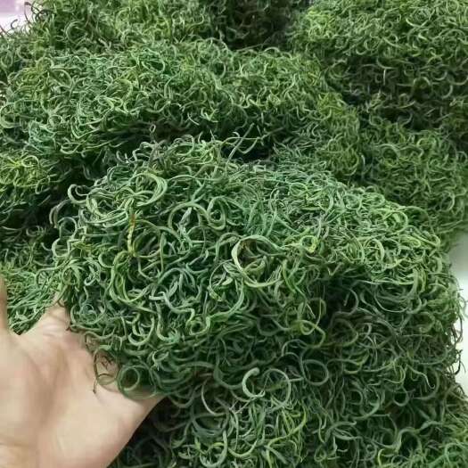 昆明化石草