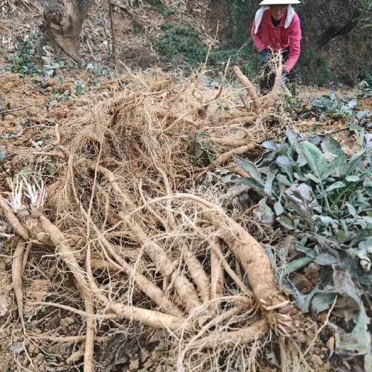  续断