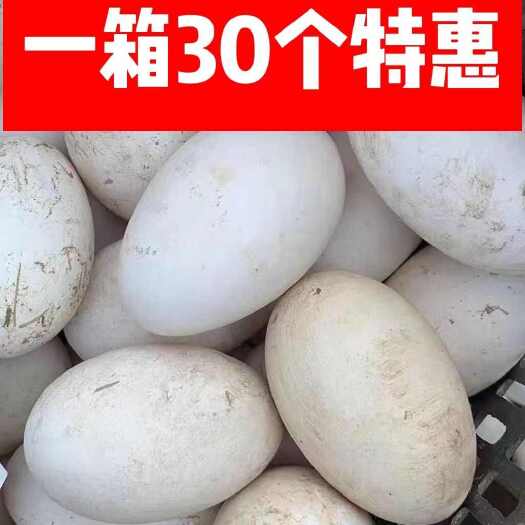 新鲜鹅蛋散养土鹅蛋农家鹅蛋10枚20枚30枚 鹅蛋批发一整箱