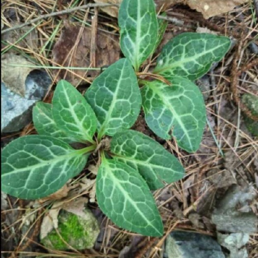 嘉兴鹿蹄草