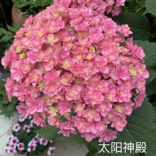 昆明太阳神殿绣球，重瓣绣球