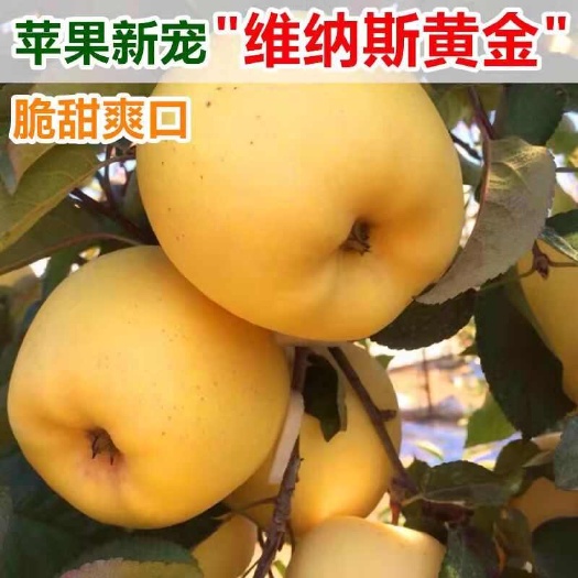 苹果树苗秦脆烟富8烟富10号众城一号维纳斯黄金