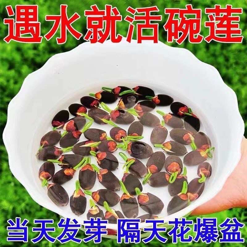 开口莲子种子电商货四季开花水培水养绿植物睡莲荷花无土盆栽花卉