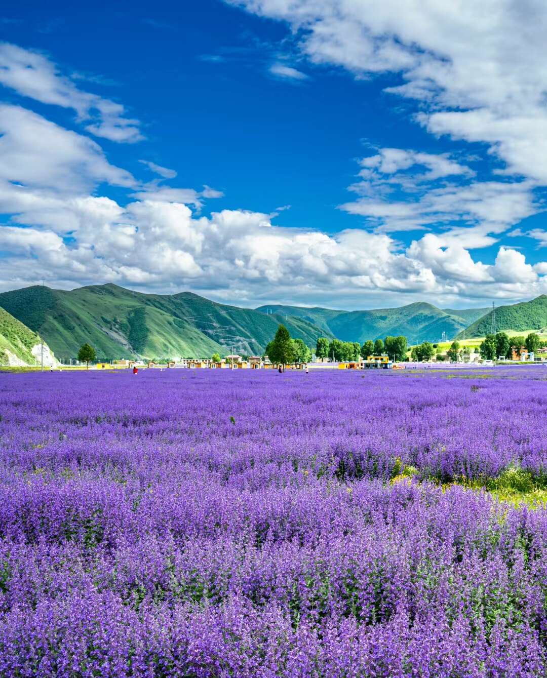 薰衣草种子花卉种子批发花海景观绿化庭院花草种子种籽多连生花卉