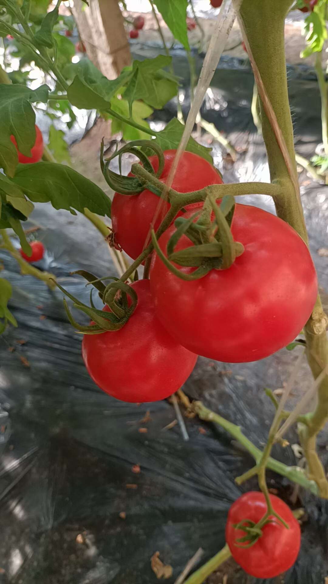 普羅旺斯西紅柿，擁有30多年種植經驗，柿子特點，皮薄，肉厚