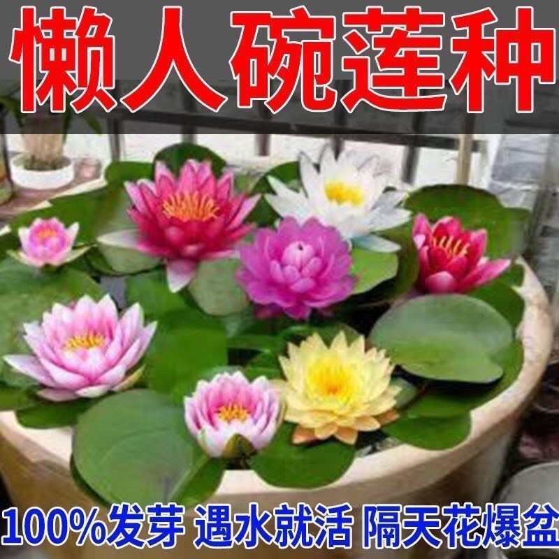 开口莲子种子电商货四季开花水培水养绿植物睡莲荷花无土盆栽花卉