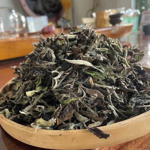 云南大叶种古树白茶，散茶