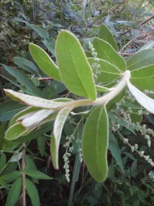 羊耳菊，贵州品种，现挖现卖，无硫风险，天然环境生长非种植