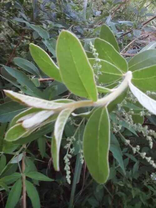黎平县羊耳菊，贵州品种，现挖现卖，无硫风险，天然环境生长非种植