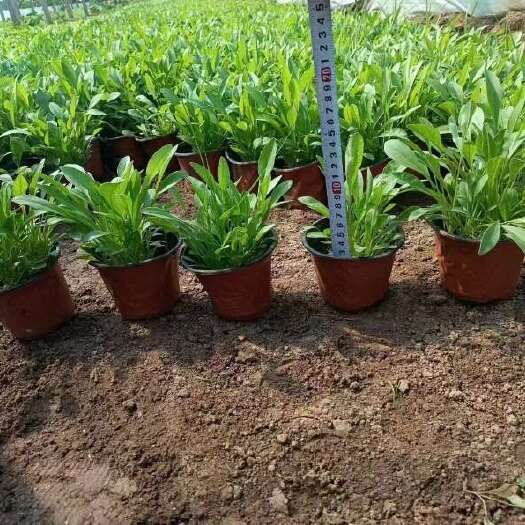 鹤壁金鸡菊