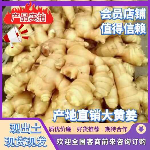 沂水县生姜产地直供，大黄姜，小黄姜，姜种