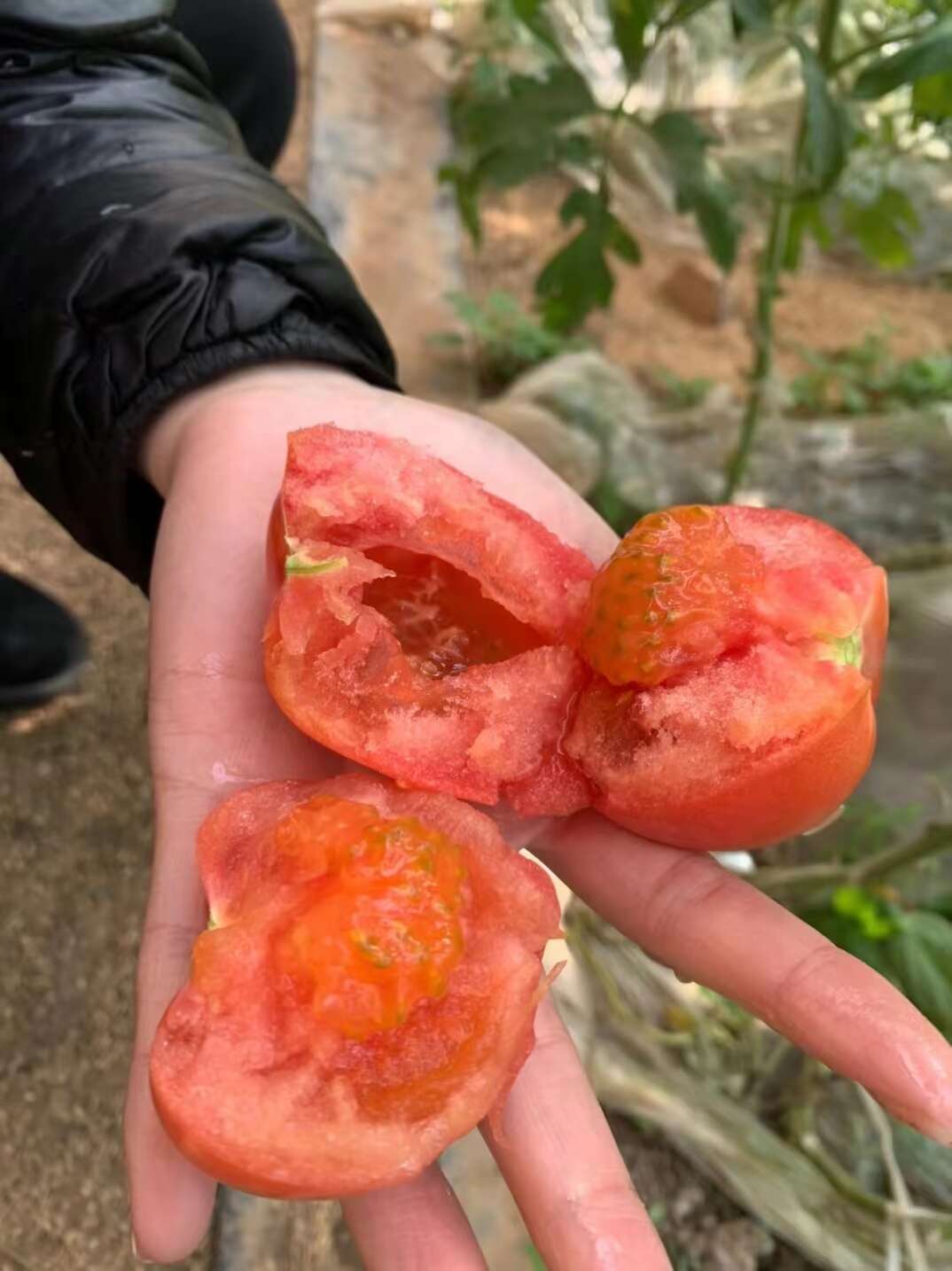 普羅旺斯西紅柿，擁有30多年種植經驗，柿子特點，皮薄，肉厚