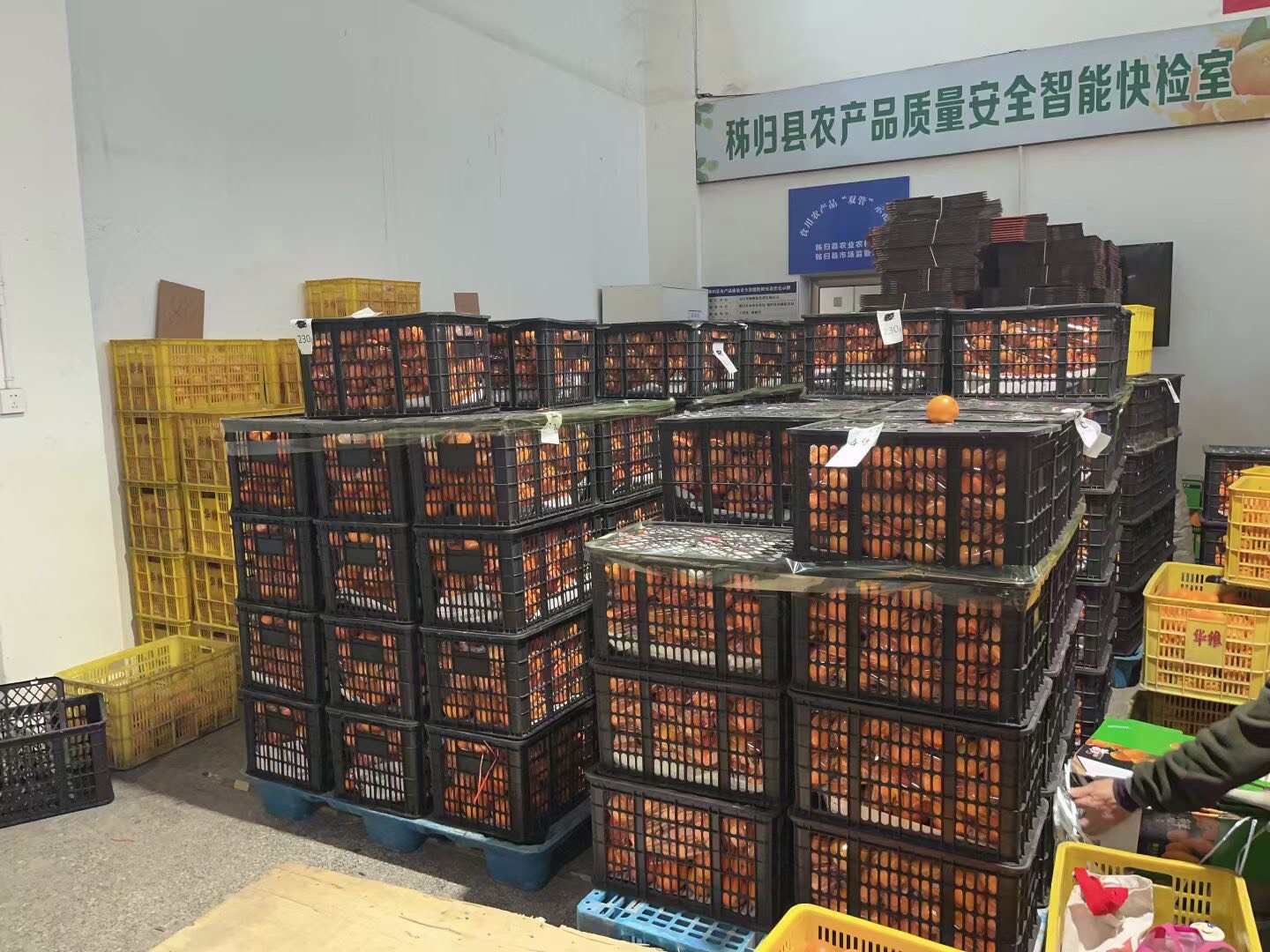 【鲜榨商用果】常年供应鲜榨橙汁儿果，新鲜看的见，橙香浓汁水多