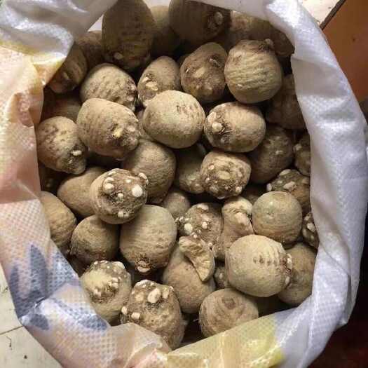 成都四川彭山中药材泽泻，泽泻片，泽泻个，色泽干净可发货批发零售