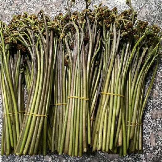 衡东县湖南新鲜蕨菜￼产地直销大量供应市场