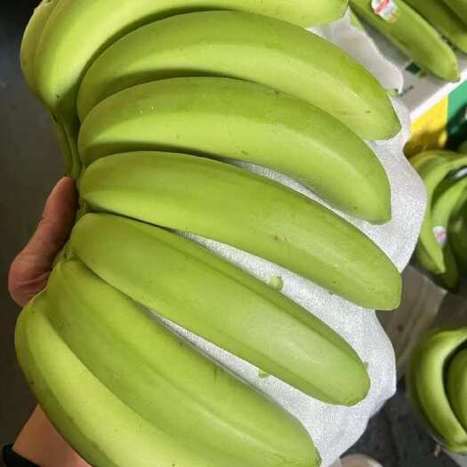 上海精品菲律宾二级蕉，品质保质保量，口感软糯香甜，有需要的老板抓