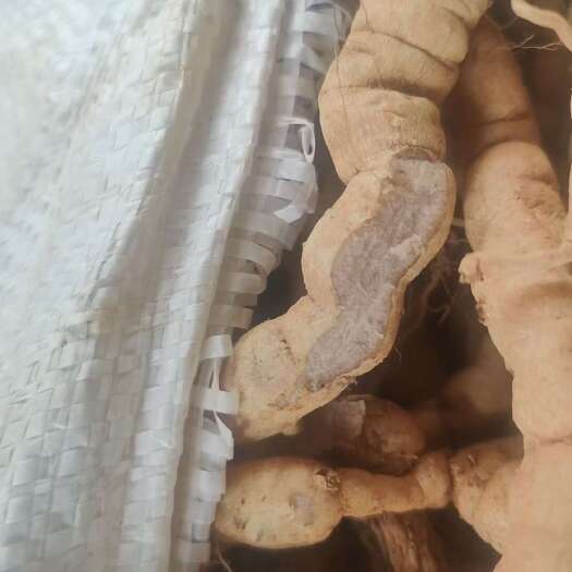 怀集县新鲜现挖现发紫巴老身巴戟天