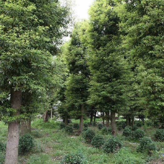 鹤壁金丝楠木