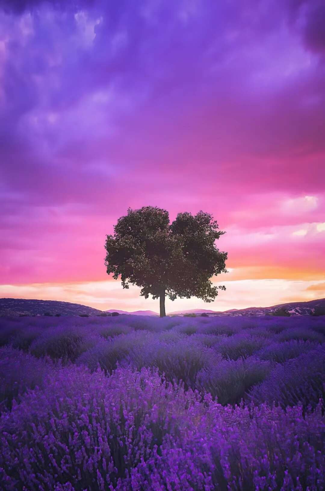 薰衣草种子花卉种子批发花海景观绿化庭院花草种子种籽多连生花卉