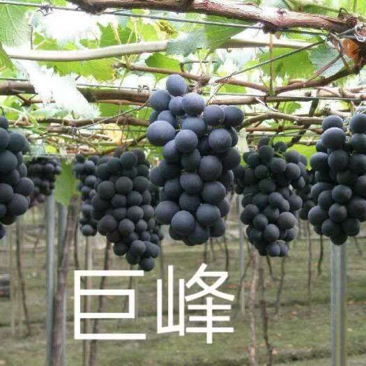 公主岭市巨峰葡萄苗