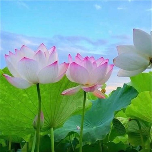 荷花批发 荷花苗莲花 水生草本花卉 可作盆栽观赏 园林池塘绿