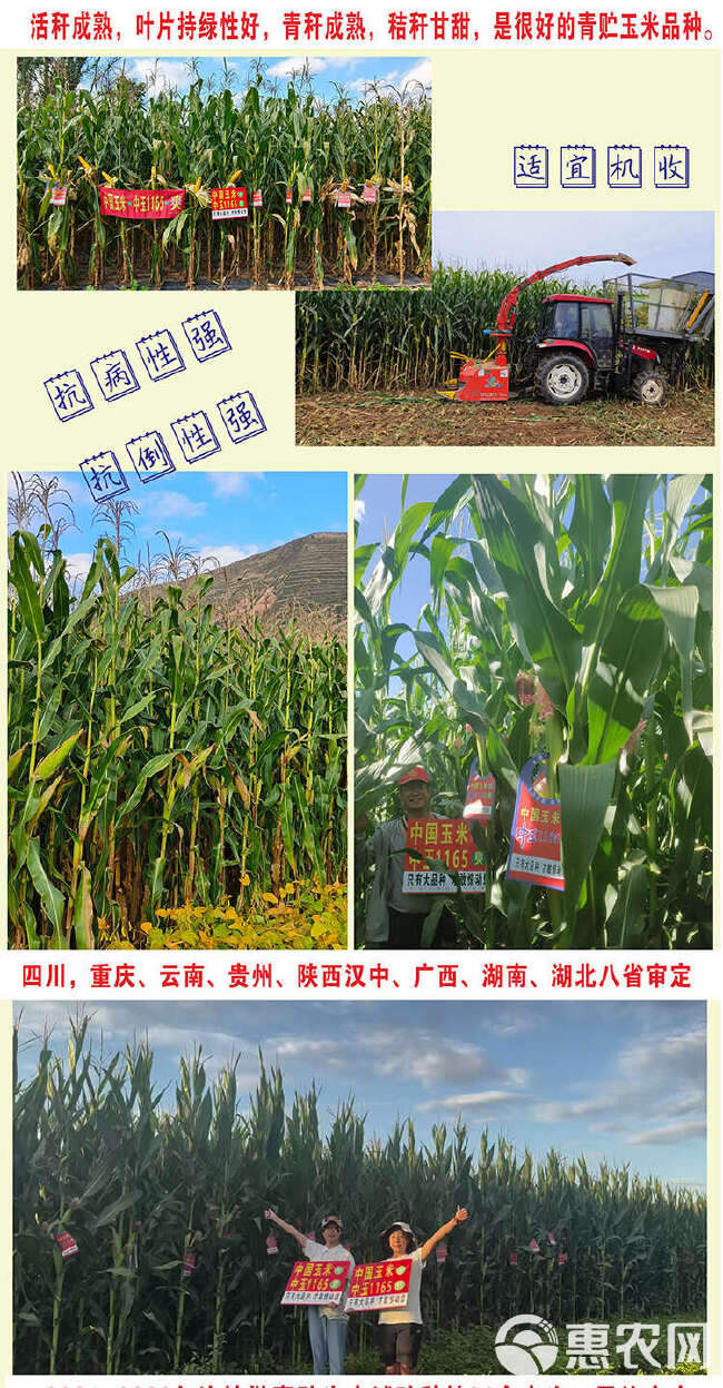 青贮玉米种子大棒铁秆不倒活秆成熟国审亩产可达10吨青饲两用