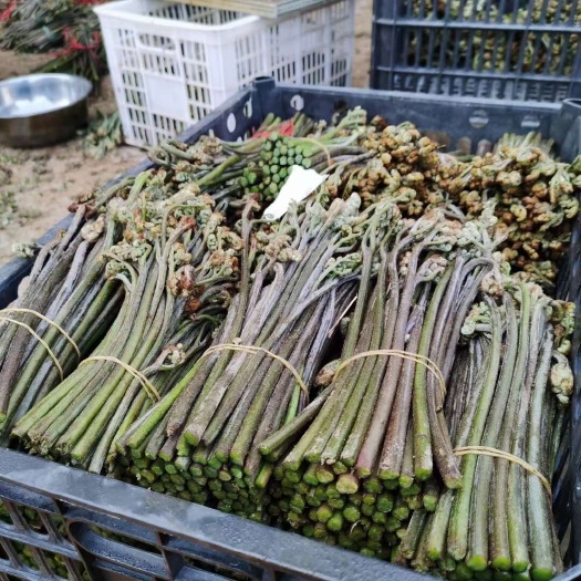 镇宁县新鲜蔬菜
