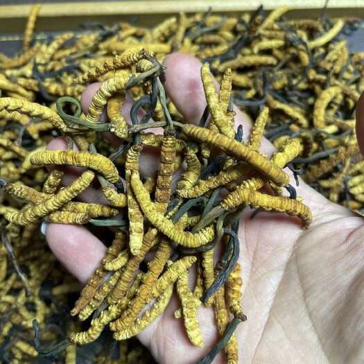 抚松县冬虫夏草虫草补品10g