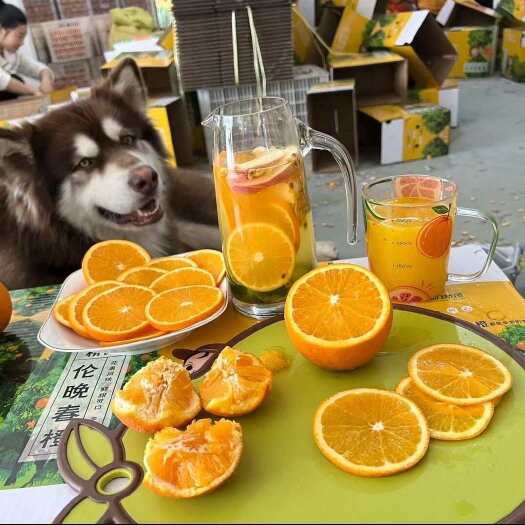 秭归县【鲜榨橙汁果】鲜榨橙汁儿新鲜看的见，橙香浓，汁水多，常年供应