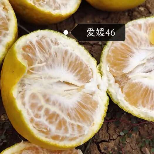 爱媛46 柑橘苗 柑桔苗