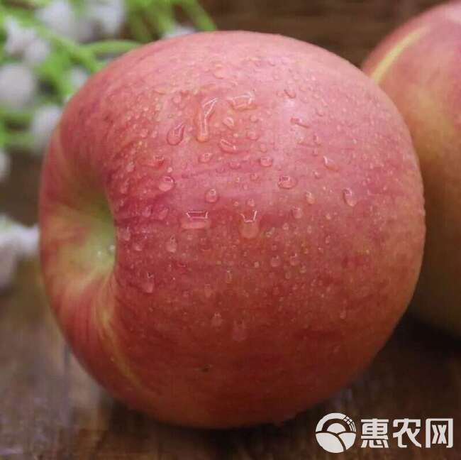 陕西礼泉红富士苹果膜袋果5斤10斤装电商一件代发包邮75mm