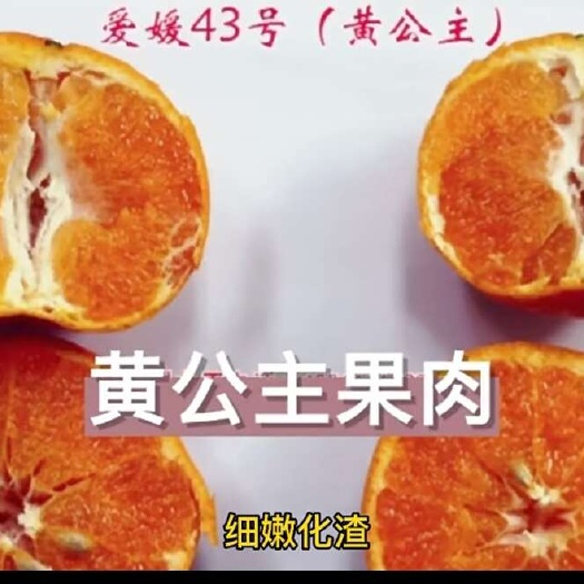 象山县爱媛43柑桔苗 柑橘苗
