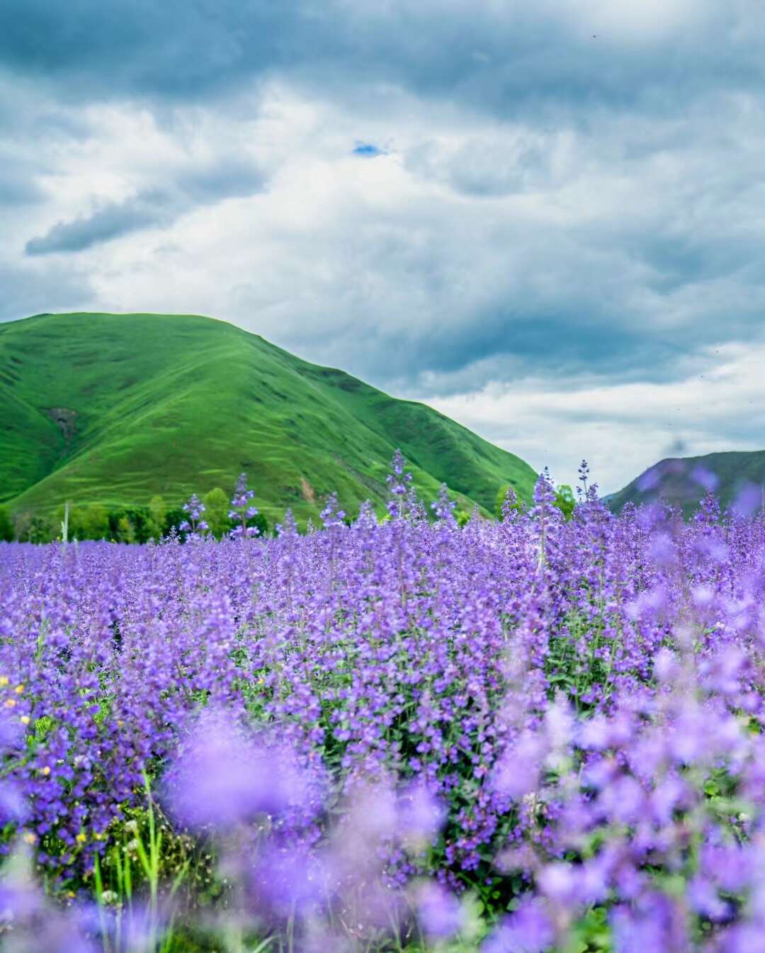 薰衣草种子花卉种子批发花海景观绿化庭院花草种子种籽多连生花卉