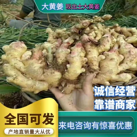 沂水县生姜产地，一手货源，代存代发，保质保量