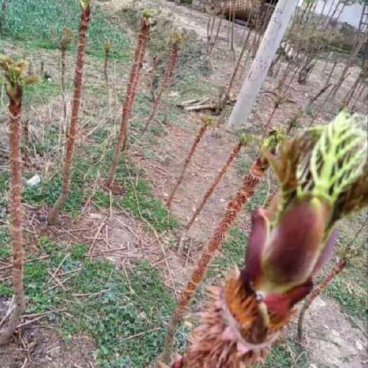 九江菊花碧桃