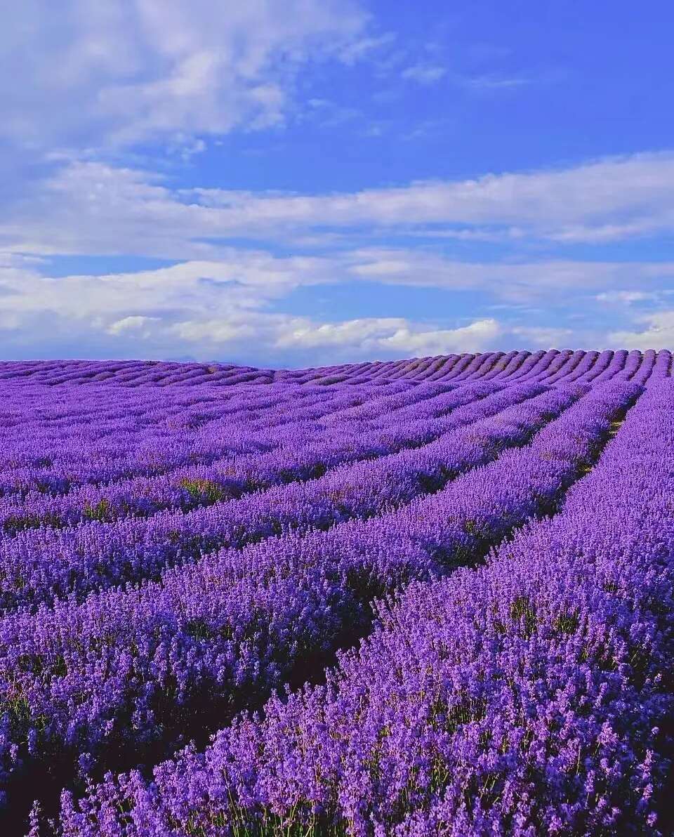 薰衣草种子花卉种子批发花海景观绿化庭院花草种子种籽多连生花卉