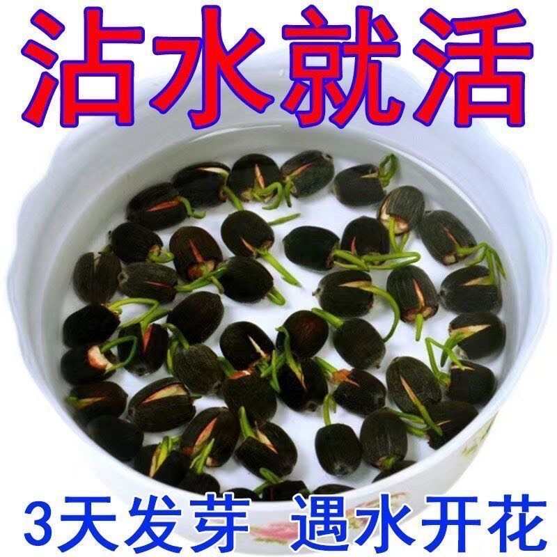开口莲子种子电商货四季开花水培水养绿植物睡莲荷花无土盆栽花卉
