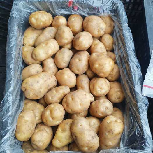 巴东县恩施老品种马尔科土豆 整车发货 欢迎供应链商超市场合作
