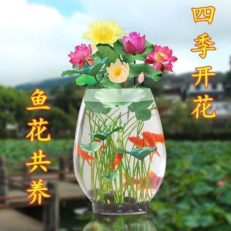 开口莲子种子电商货四季开花水培水养绿植物睡莲荷花无土盆栽花卉