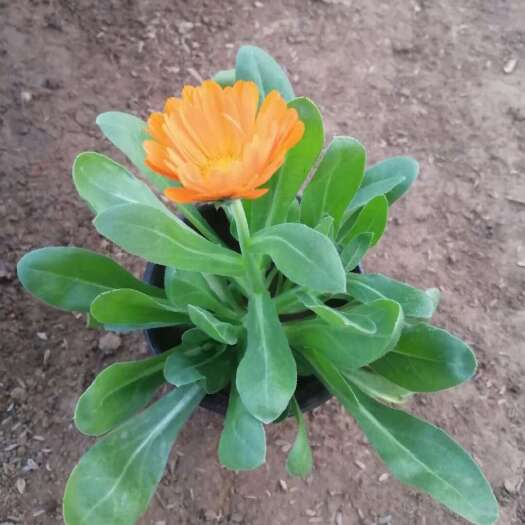 鹤壁金盏菊