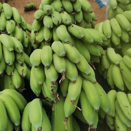 湛江粉，蛋焦。新货上市